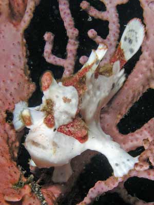 Clown anglerfish