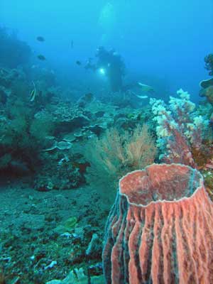 Barrel sponge