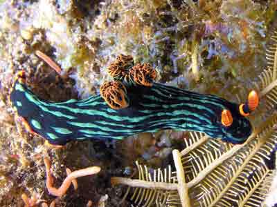 Dusky nembrotha