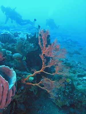 Gorgonia