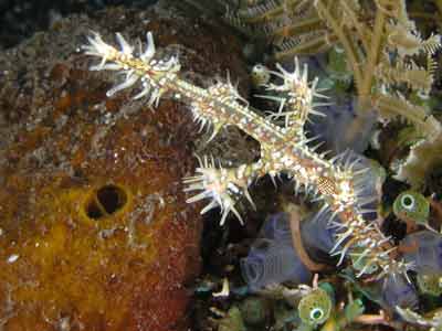 Ornate ghost pipefish
