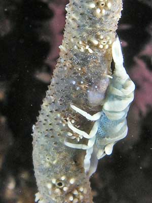 Sea whip shrimp