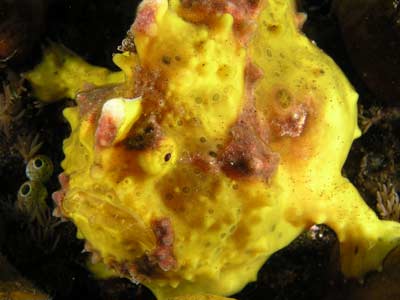Yellow anglerfish