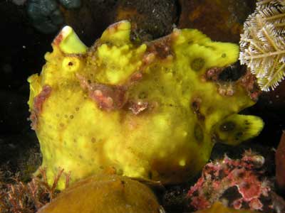 Yellow anglerfish