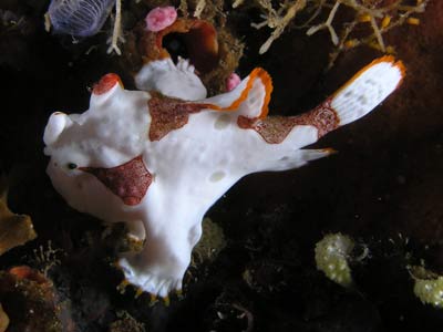 Clown anglerfish