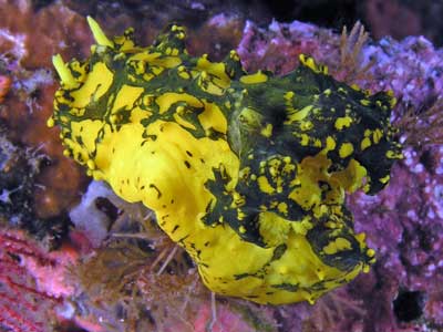 Gardners notodoris