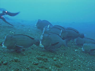Humpheaded wrasse