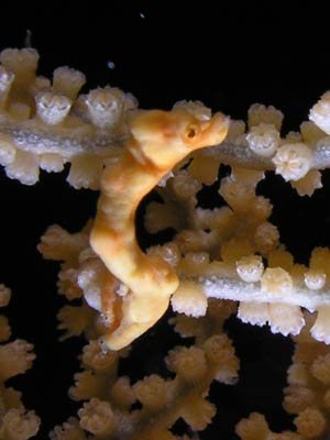 Pygmy sea horse