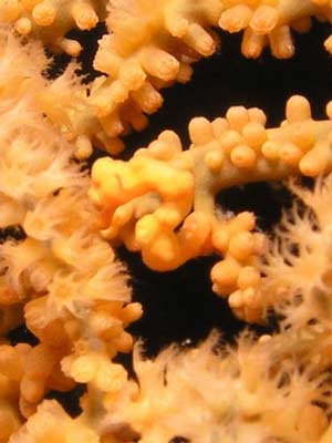 Pygmy sea horse