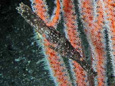 Robust ghost pipefish