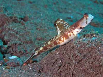 Goby