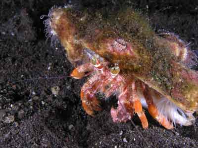 Hermit Crab