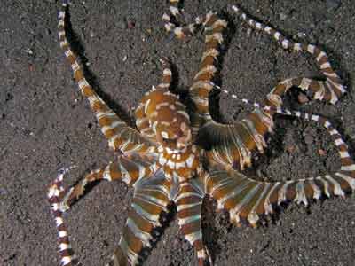 Mimic octopus