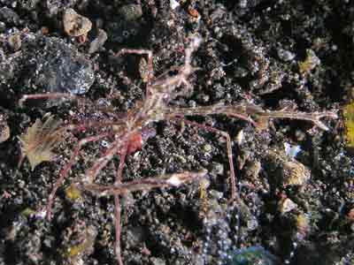 Mimic octopus
