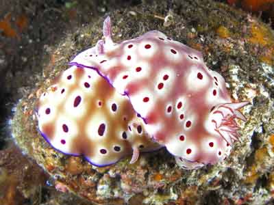 Tryons risbecia