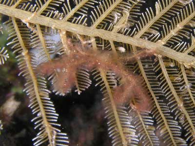 Orangatan Crab