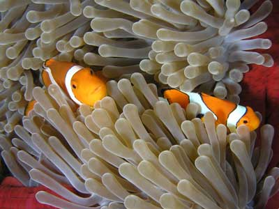 Clownfish