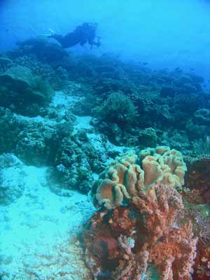 Reef
