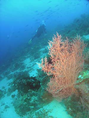 Gorgonia
