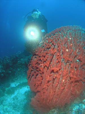 Barrel sponge
