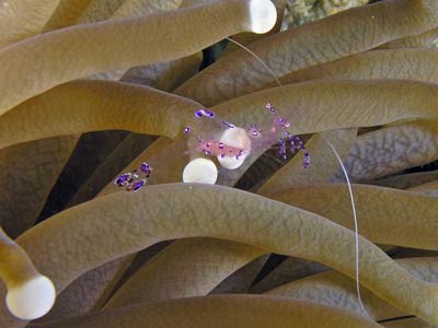 Glass Shrimp