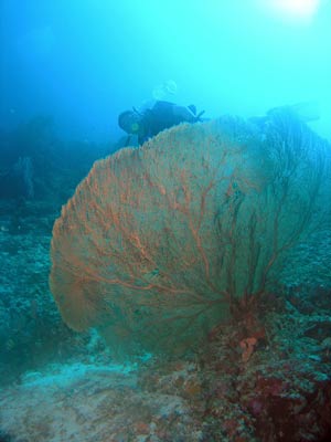 Gorgonia