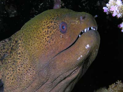 Moray eel