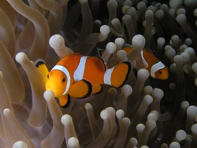 Nemo