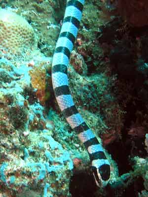 Banded Sea Snake