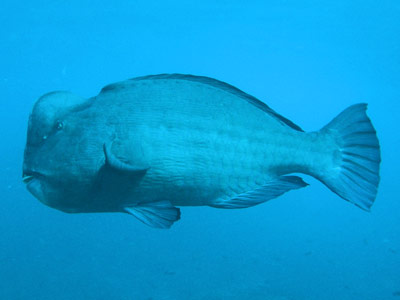 Humpheaded parrotfish
