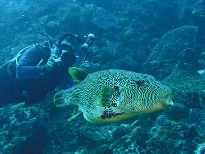 Pufferfish