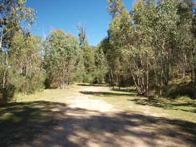 Poplars