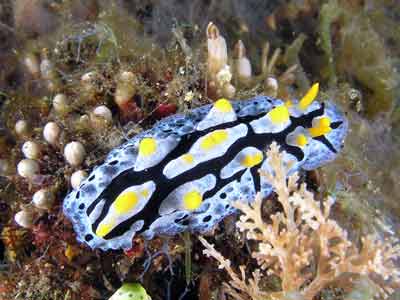 Celestial phyllidia