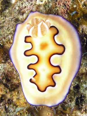 Co's chromodoris