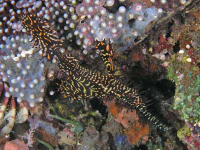 Ornate Ghost Pipefish
