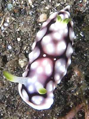 Phyllidia species