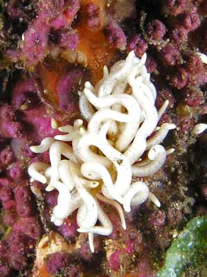 Briareum phyllodesmium