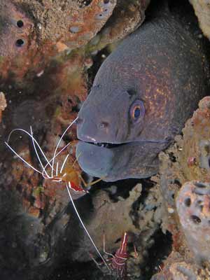 Moray eel