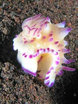 Multi-pustuled mexichromis