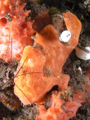 Orange painted anglerfish