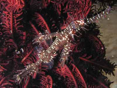 Ornate ghost pipefish