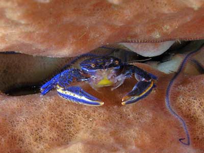 Porcelein crab