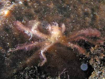 Urangatan crab