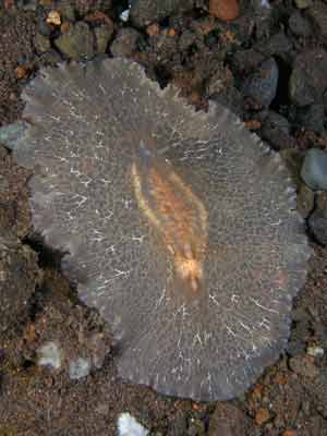 Opisthobranch