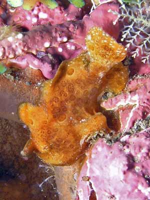Orange painted anglerfish