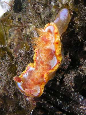 Spanish dancer
