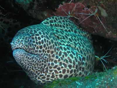 Spotted moray eel