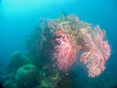 The Shinkoku Maru