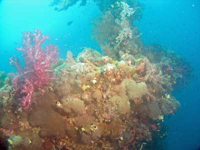 The Shinkoku Maru