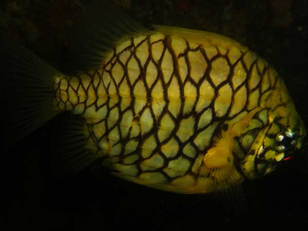 Pineapplefish